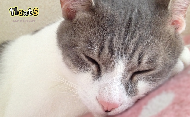猫は「寝る子」寝てばかりの猫のヒミツと4つの気持ち