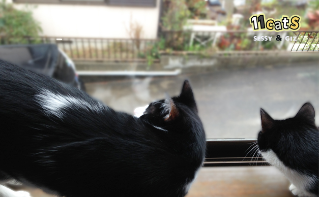 窓の外を眺める猫（11Cats セッシーとギズ）