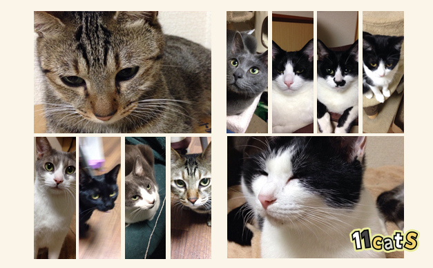 色々な模様の猫（11Cats）