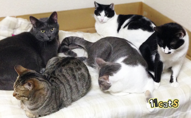【猫の種類】日本に多い『柄・模様ランキング』トップ10