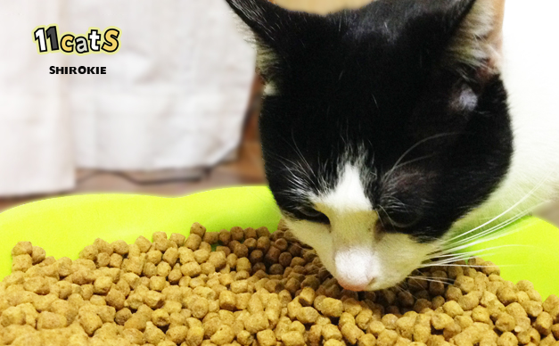 【獣医さんおすすめ】健康第一な我が家の猫用カリカリトップ3