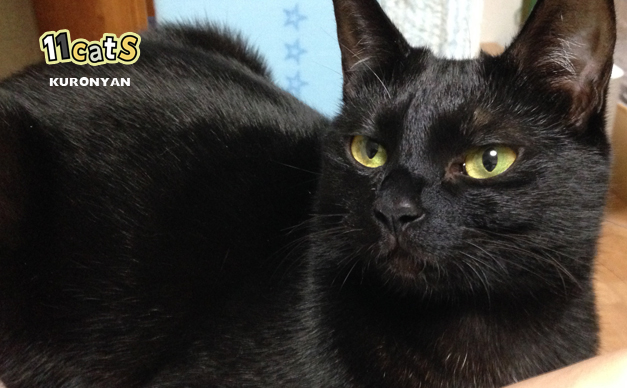 【11Catsストーリー】孤高の黒猫『クロニャン』