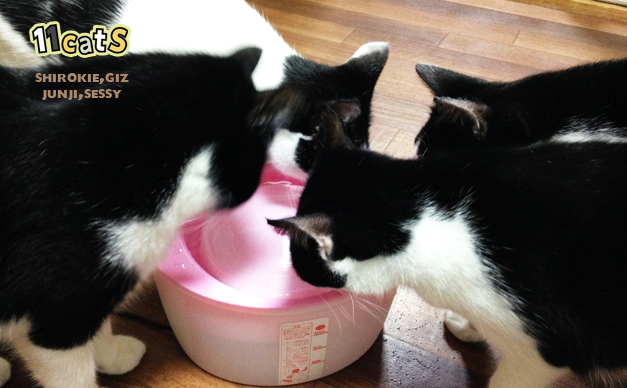 水を飲む猫の画像（11Cats シロキー、ギズ、ジュンジ、セッシー）