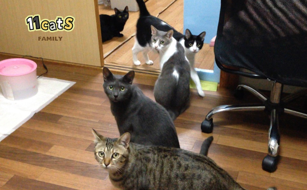 猫の画像 (11cats)