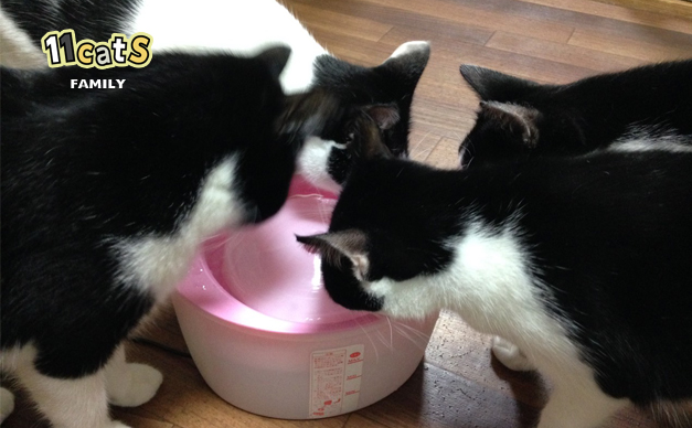 水を飲む猫の画像（11Cats ギズ）