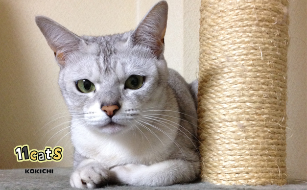 猫の画像(11Cats コキチ)
