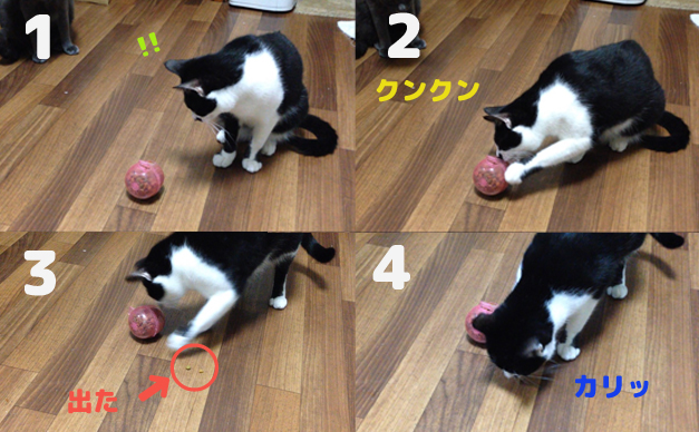 猫がおやつを食べる画像（11cats ジュンジ）