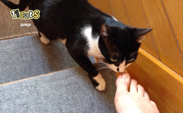 足のにおいを嗅ぐ猫の画像（11Cats ジュンジ）